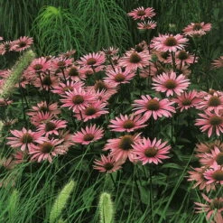 Insektenfreundliches Stauden Set, 18 Pflanzen Für 3 M², Bunt -Compo Verkaufsgeschäft 0310103860 Echinacea purpurea rot Koelles Beste 9 11er Topf 4899