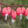 Bio Tränendes Herz 'Valentine' Rot, Topf-Ø 11 Cm, 3er-Set -Compo Verkaufsgeschäft 0310105664 Dicentra spectabilis Valentine Koelle 11cm Topf rot 01 45604