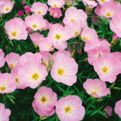 Bio Nachtkerze 'Siskiyou Pink' Rosa, Topf-Ø 11 Cm, 3er-Set -Compo Verkaufsgeschäft 0310105848 nachtkerze siskiyou rosa 11 cm topf web 42374