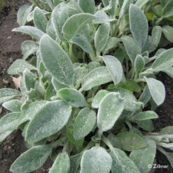 Bio Woll-Ziest 'Silver Carpet' Rosa-violett, Topf-Ø 11 Cm, 3er-Set -Compo Verkaufsgeschäft 0310106060 Stachys byzantina Silver Carpet Copyright 46510