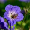 Storchschnabel 'Rozanne'® Violett, Topf-Ø 12 Cm, 3er-Set -Compo Verkaufsgeschäft 0310106062 Geranium wallichianum Rozanne Koelle 11cm Topf1 67671