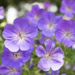 Storchschnabel 'Rozanne'® Violett, Topf-Ø 12 Cm, 3er-Set -Compo Verkaufsgeschäft 0310106062 Geranium wallichianum Rozanne Koelle 11cm Topf 67672