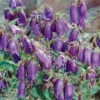 Bio Campanula Punctata 'Kent Belle' Violett, Topf-Ø 11 Cm, 3er-Set 10 Bio Campanula Punctata 'Kent Belle' Violett, Topf-Ø 11 Cm, 3er-Set -Compo Verkaufsgeschäft 0310106906 Campanula punc Kent Belle dunkelblau 44406