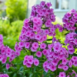 Bio Flammenblume 'Adessa® Rose Eye' Rosa, Topf-Ø 11 Cm, 3er-Set -Compo Verkaufsgeschäft 0310106928 Phlox Adessa Rose Eye Koelle 11cm Topf 67678