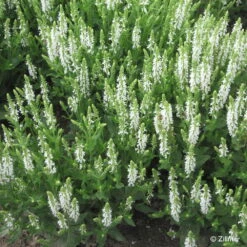 Bio Salvia Nemorosa 'Adrian' Weiß, Topf-Ø 11 Cm, 3er-Set -Compo Verkaufsgeschäft 0310107412 Salvia nemorosa Adrian Copyright 46511