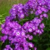 Bio Flammenblume 'Uspech' Violett, Topf-Ø 11 Cm, 3er-Set -Compo Verkaufsgeschäft 0310107613 Phlox paniculata Uspech Koelle 11cm Topf violett 70213