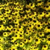 Bio Sonnenhut Gelb, Topf-Ø 11 Cm, 3er-Set -Compo Verkaufsgeschäft 0310107614 Rudbeckia triloba Koelle 11cm Topf gelb 75685