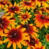 Bio Sonnenhut 'Prairie Glow' Gelb-rot, Topf-Ø 11 Cm, 3er-Set 7 Bio Sonnenhut 'Prairie Glow' Gelb-rot, Topf-Ø 11 Cm, 3er-Set -Compo Verkaufsgeschäft 0310107615 Rudbeckia triloba Prairie Glow Koelle 11cm Topf gelb rot 75686