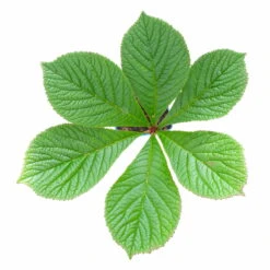 Schaublatt 'Rotlaub' Cremeweiß, Topf-Ø 11 Cm, 3er-Set -Compo Verkaufsgeschäft 0310107703 Rodgersia podophylla Rotlaub cremeweiss 4 112415