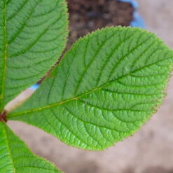 Schaublatt 'Rotlaub' Cremeweiß, Topf-Ø 11 Cm, 3er-Set -Compo Verkaufsgeschäft 0310107703 Rodgersia podophylla Rotlaub cremeweiss 5 112333