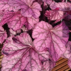 Purpurglöckchen 'Wild Rose' Violett, Topf-Ø 12 Cm, 3er-Set