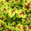 Heucherella 'Stoplight®', Topf-Ø 12 Cm, 3er-Set -Compo Verkaufsgeschäft 0310150103 KB Heucherella Stoplight 12erTopf hellgruen mitroterMitte Neu 03 39225