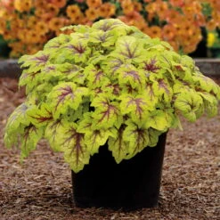 Heucherella 'Stoplight®', Topf-Ø 12 Cm, 3er-Set -Compo Verkaufsgeschäft 0310150103 KB Heucherella Stoplight 12erTopf hellgruen mitroterMitte Neu 39223