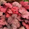 Purpurglöckchen 'Georgia Plum' Violett, Topf-Ø 12 Cm, 3er-Set -Compo Verkaufsgeschäft 0310150111 KB Heuchera GeorgiaPlum 12erTopf lilarosa Neu 39226
