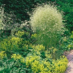 Bio Rasen-Schmiele, Topf-Ø 11 Cm, 3er-Set -Compo Verkaufsgeschäft 0310300023 Deschampsia caespitosa Koelles Beste 9 11er Topf rot 4893