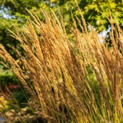 Bio Reitgras 'Karl Förster', Topf-Ø 11 Cm, 3er-Set -Compo Verkaufsgeschäft 0310300400 Calamagrostis acut Karl Foerster 2 81625