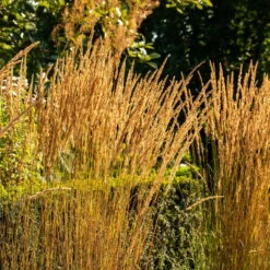 Bio Reitgras 'Karl Förster', Topf-Ø 11 Cm, 3er-Set -Compo Verkaufsgeschäft 0310300400 Calamagrostis acut Karl Foerster 3 81624
