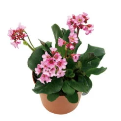 Bio Bergenie 'Rosenkristall' Rosa, Top-Ø 12 Cm, 3er-Set 9 Bio Bergenie 'Rosenkristall' Rosa, Top-Ø 12 Cm, 3er-Set -Compo Verkaufsgeschäft 0310500981 Bergenia Rosenkristall Bluete 46346