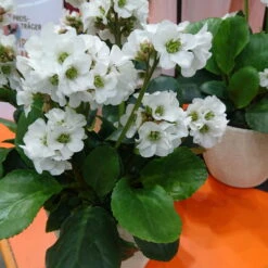 Bio Bergenie 'Schneekristall' Weiß, Topf-Ø 12 Cm, 3er-Set -Compo Verkaufsgeschäft 0310501005 Bergenia cord Schneekristall Koelle 12cm Topf reinweiss 71867