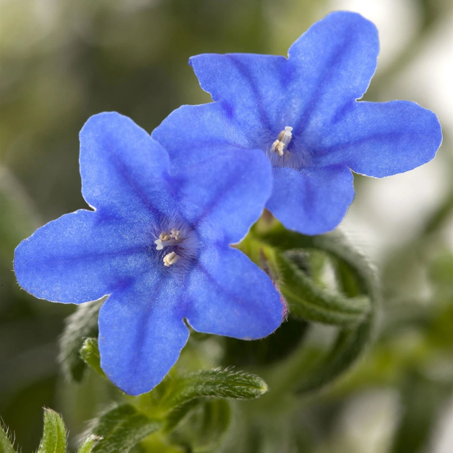 Steinsame Blau, Topf-Ø 12 Cm, 6er-Set 2 Steinsame Blau, Topf-Ø 12 Cm, 6er-Set - Image 2