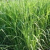 Bio Riesen-Chinaschilf, Topf 5 Liter 7 Bio Riesen-Chinaschilf, Topf 5 Liter -Compo Verkaufsgeschäft 0310600462 Miscanthus sin Giganteus Koelle Bio C 5L 1 95735