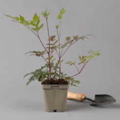 Bio Prachtspiere Rot, Topf-Ø 11 Cm, 3er-Set -Compo Verkaufsgeschäft 0319100263 astilbe arendsii rot 125668