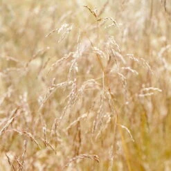 Bio Rasen-Schmiele, Topf-Ø 11 Cm, 3er-Set -Compo Verkaufsgeschäft 0319100300 Deschampsia cespitosa 83083