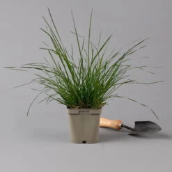 Bio Rasen-Schmiele, Topf-Ø 11 Cm, 3er-Set -Compo Verkaufsgeschäft 0319100300 deschampsia cespitosa2 125686
