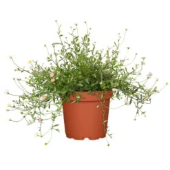 Titelseite 29 Titelseite -Compo Verkaufsgeschäft 0319100311 Erigeron karvinsk Bluetenmeer 1 125715