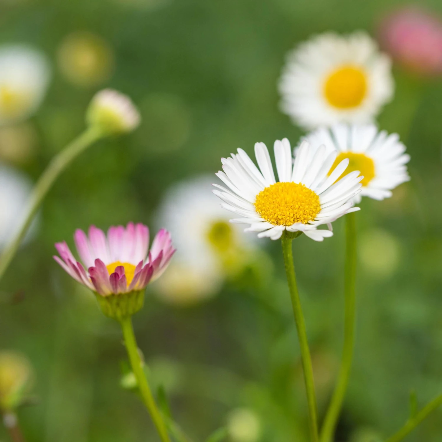 Bio Spanisches Gänseblümchen 'Blütenmeer' Weiß, Topf-Ø 11 Cm, 3er-Set 3 Bio Spanisches Gänseblümchen 'Blütenmeer' Weiß, Topf-Ø 11 Cm, 3er-Set - Image 3
