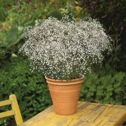 Bio Schleierkraut 'Summer Sparkles' Weiß, Topf-Ø 11cm, 3er-Set -Compo Verkaufsgeschäft 0319100322 Gypsophila pan Summer Sparkles 125712