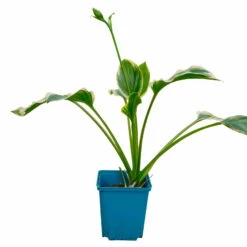 Funkie 'So Sweet' Weiß, Topf-Ø 11 Cm, 3er-Set -Compo Verkaufsgeschäft 0319100340 Hosta plantaginea So Sweet 3er Set 3 113936