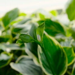 Funkie 'So Sweet' Weiß, Topf-Ø 11 Cm, 3er-Set -Compo Verkaufsgeschäft 0319100340 Hosta plantaginea So Sweet 3er Set 4 113849