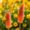 Bio Fackellilie Orange-rot, Topf-Ø 11 Cm, 3er-Set -Compo Verkaufsgeschäft 0319100351 Kniphofia uvaria orange 83089