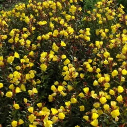 Bio Nachtkerze Goldgelb, Topf-Ø 11 Cm, 3er-Set -Compo Verkaufsgeschäft 0319100369 Oenothera tetragona 2 125710