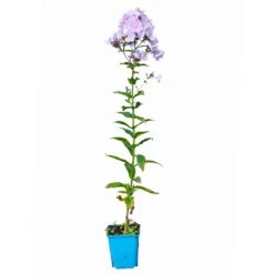 Bio Flammenblume 'Franz Schubert' Hellviolett, Topf-Ø 11 Cm, 3er-Set 13 Bio Flammenblume 'Franz Schubert' Hellviolett, Topf-Ø 11 Cm, 3er-Set -Compo Verkaufsgeschäft 0319100378 Phlox paniculata Franz Schubert 3er Set 6 113938