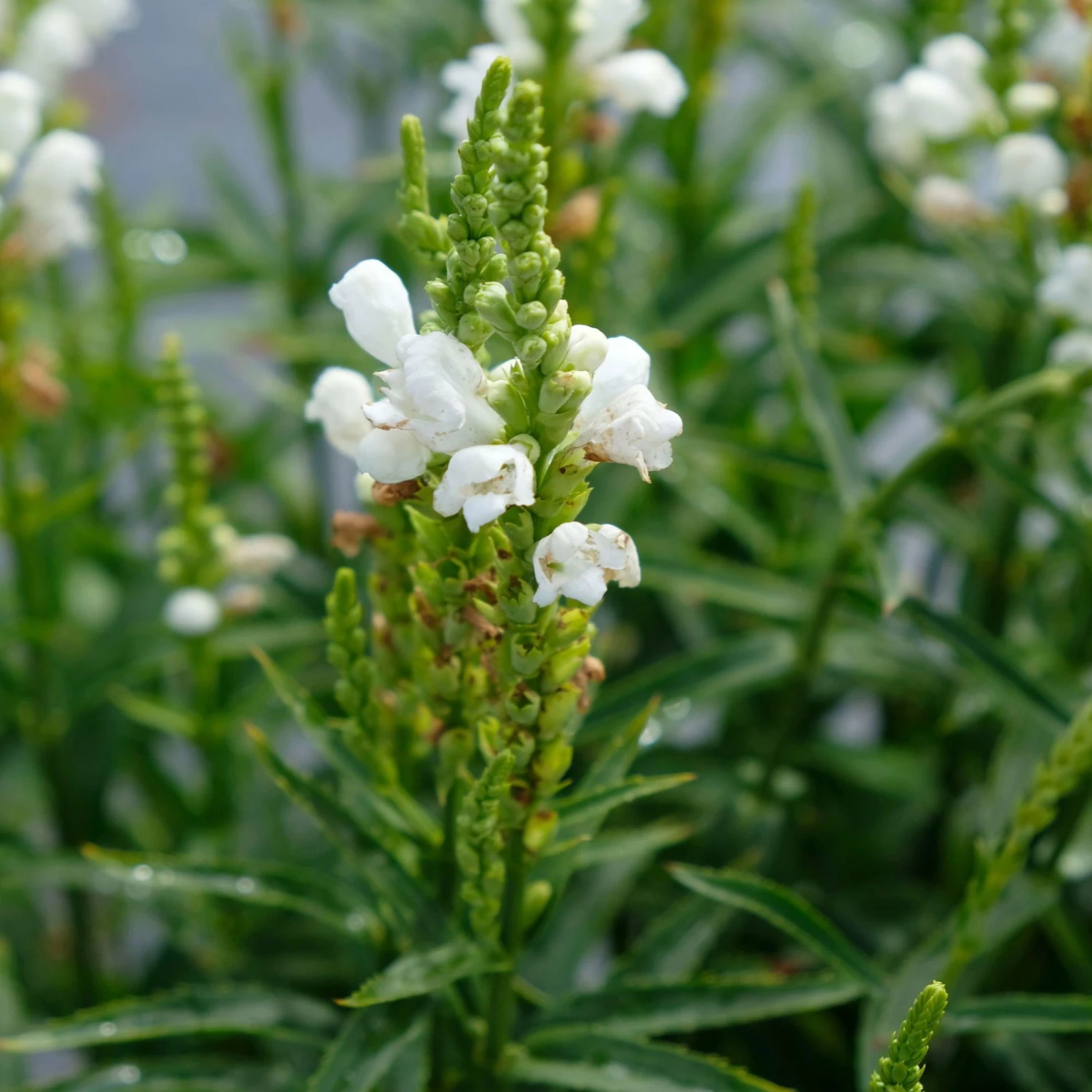Bio Gelenkblume Weiß, TopfØ 11 Cm, 3er-Set 2 Bio Gelenkblume Weiß, TopfØ 11 Cm, 3er-Set - Image 2
