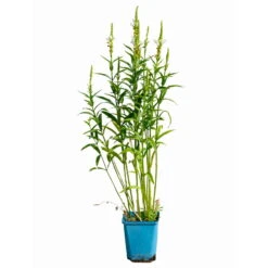 Bio Gelenkblume Weiß, TopfØ 11 Cm, 3er-Set 11 Bio Gelenkblume Weiß, TopfØ 11 Cm, 3er-Set -Compo Verkaufsgeschäft 0319100391 Physostegia virginiana weiss 3er Set 5 113967