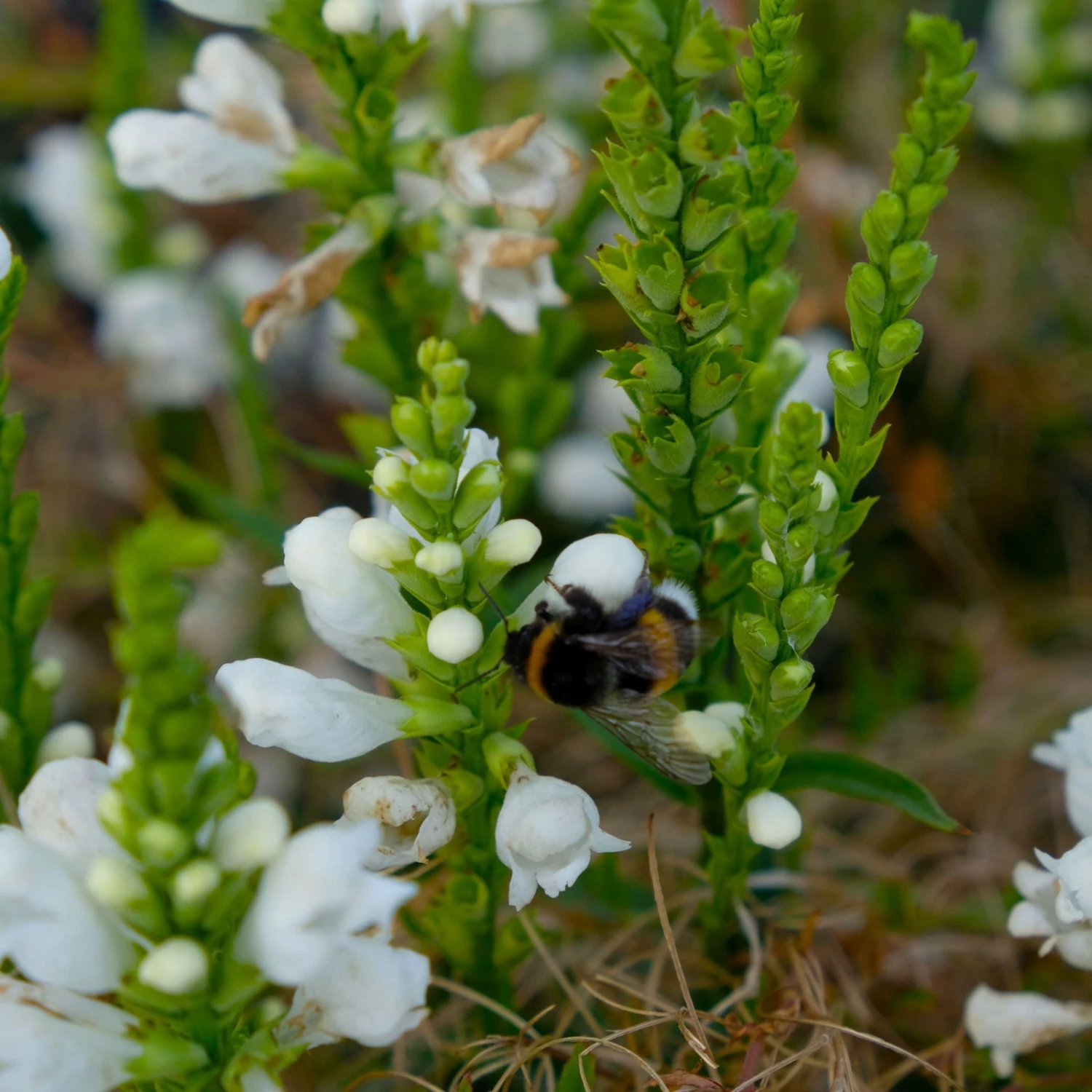 Bio Gelenkblume Weiß, TopfØ 11 Cm, 3er-Set 3 Bio Gelenkblume Weiß, TopfØ 11 Cm, 3er-Set - Image 3