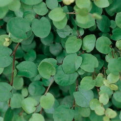 Calocephalus & Mühlenbeckie, Topf-Ø 23 Cm -Compo Verkaufsgeschäft 0319100426 Muehlenbeckia complexa 3er Set 1 85225