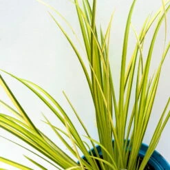 Kalmus 'Ogon' Grün-gelb, Topf-Ø 12 Cm, 3er-Set 9 Kalmus 'Ogon' Grün-gelb, Topf-Ø 12 Cm, 3er-Set -Compo Verkaufsgeschäft 0319100458 acorus ogon 4 125002