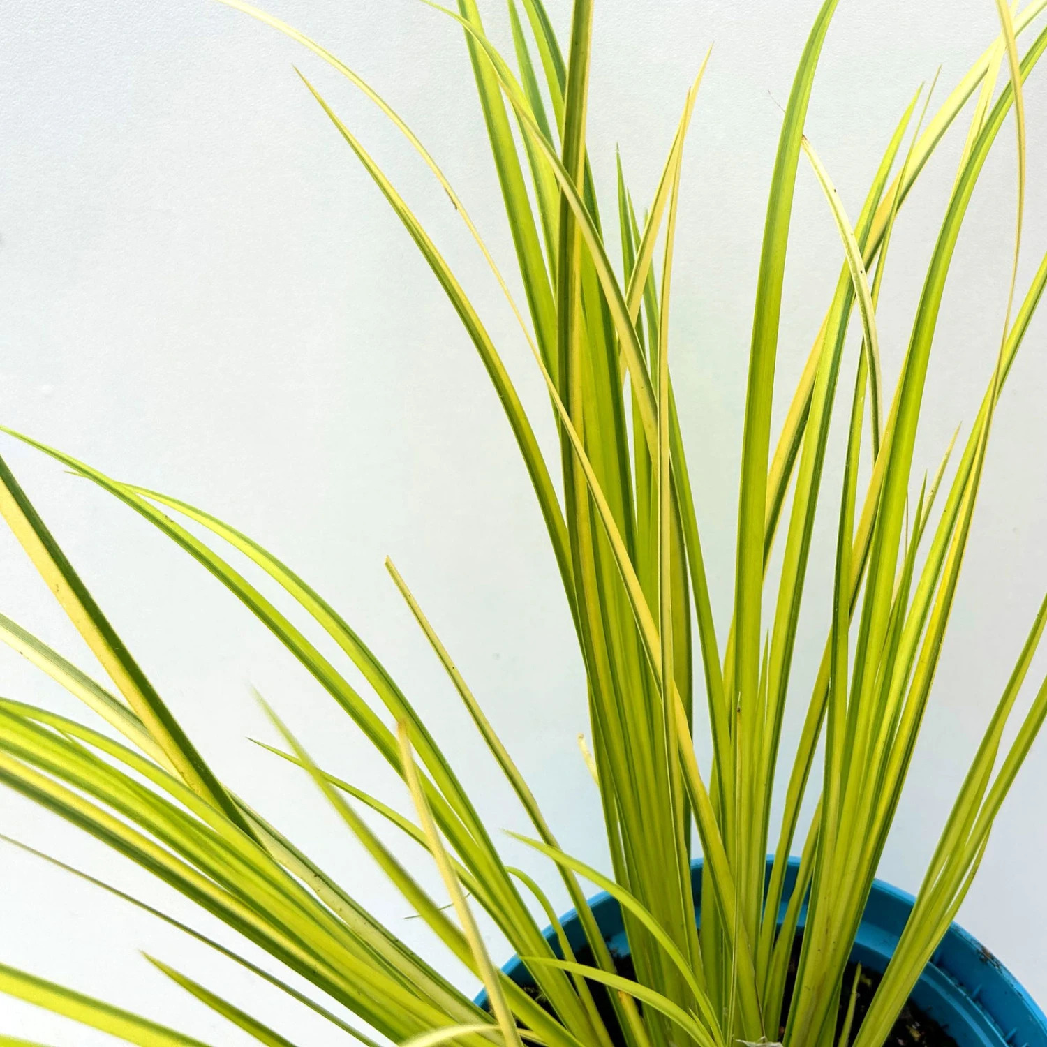 Kalmus 'Ogon' Grün-gelb, Topf-Ø 12 Cm, 3er-Set 4 Kalmus 'Ogon' Grün-gelb, Topf-Ø 12 Cm, 3er-Set - Image 4