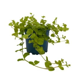 Pfennigkraut 'Goldilocks' Gelb, Topf-Ø 12 Cm, 3er-Set -Compo Verkaufsgeschäft 0319100460 Lysimachia Goldilocks KB 12 cm Topf 6er Set WS 1 94743