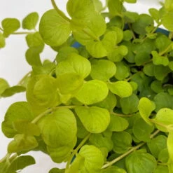 Pfennigkraut 'Goldilocks' Gelb, Topf-Ø 12 Cm, 3er-Set -Compo Verkaufsgeschäft 0319100460 Lysimachia Goldilocks KB 12 cm Topf 6er Set WS 3 94742