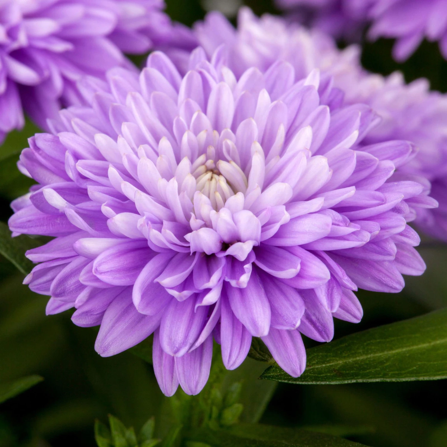 Aster Novi-belgii, Blau Gefüllt, Topf-Ø 12 Cm, 3er-Set 2 Aster Novi-belgii, Blau Gefüllt, Topf-Ø 12 Cm, 3er-Set - Image 2