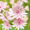 Bio Sterndolde 'Roma' Rosa, Topf-Ø 11 Cm, 3er-Set -Compo Verkaufsgeschäft 0319100476 Astrantia major Roma 3er Set Koelle Bio 110442