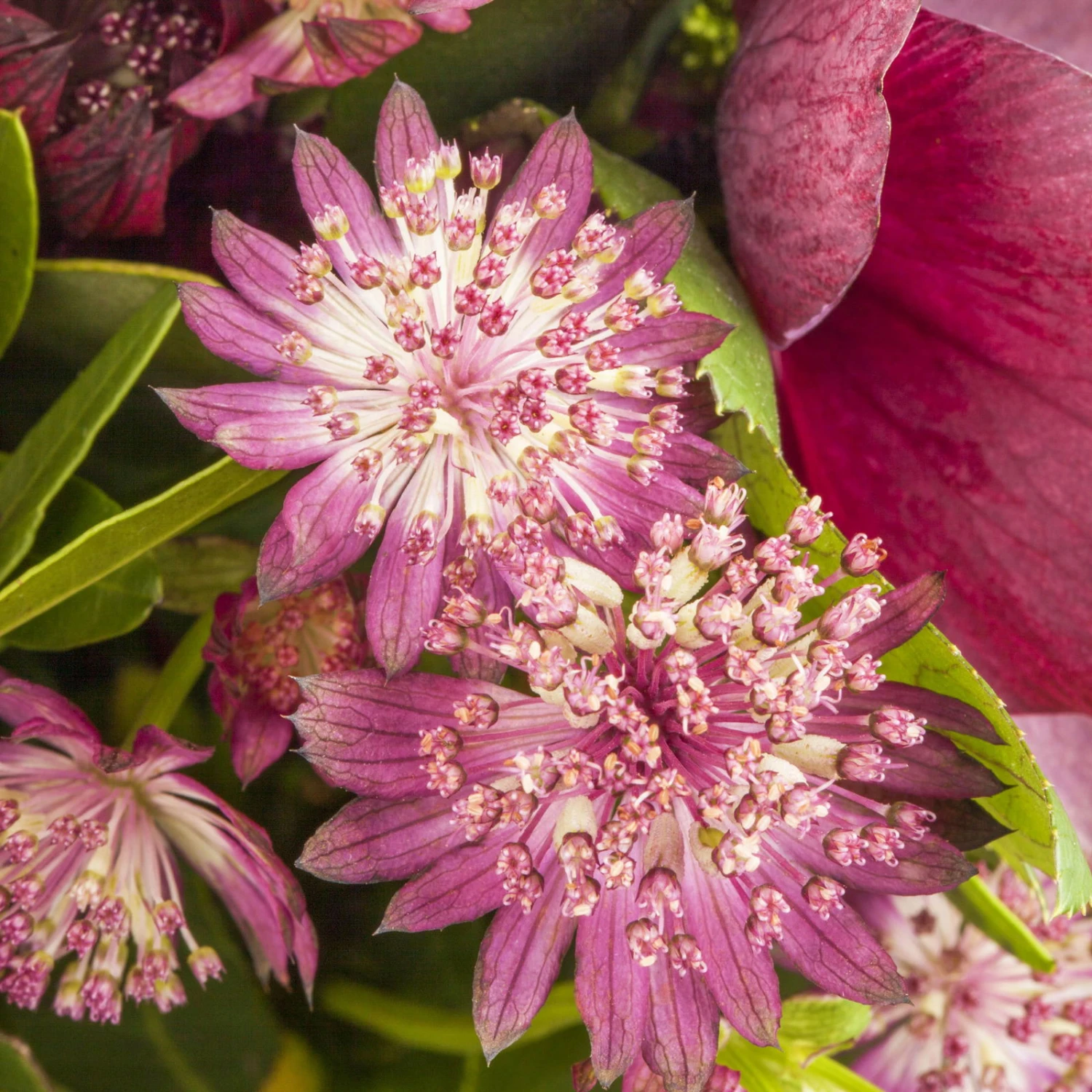 Bio Sterndolde 'Rubra' Pink/rosa, Topf-Ø 11 Cm, 3er-Set 2 Bio Sterndolde 'Rubra' Pink/rosa, Topf-Ø 11 Cm, 3er-Set - Image 2