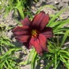 Taglilie Dunkelrot, Topf-Ø 11 Cm, 3er-Set -Compo Verkaufsgeschäft 0319100488 Hemerocallis American Revolution 3er Set dunkelrot 107930