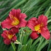 Taglilie 'Ruby Stella' Rubinrot, Topf-Ø 11 Cm, 3er-Set -Compo Verkaufsgeschäft 0319100489 Hemerocallis Ruby Stella 3er Set 1 107984