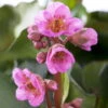 Bio Bergenie 'Abendkristall' Rosa, Topf-Ø 12 Cm, 3er-Set -Compo Verkaufsgeschäft 0319100500 Bergenia cord Abendkristall 3er Set 107938